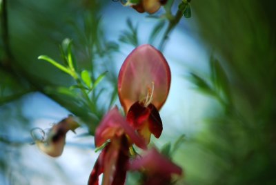 Cytisus multiflorus - čilimník mnohokvětý - květ